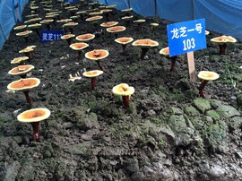灵芝种植技术服务,引领现代农业发展新里程