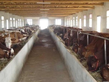 肉牛养殖技术咨询服务，解锁效益提升新途径