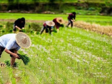 农业技术咨询免税政策解读，农民朋友享新福利