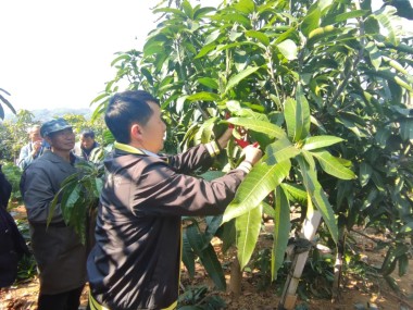 芒果技术革新，开启芒果产业新纪元