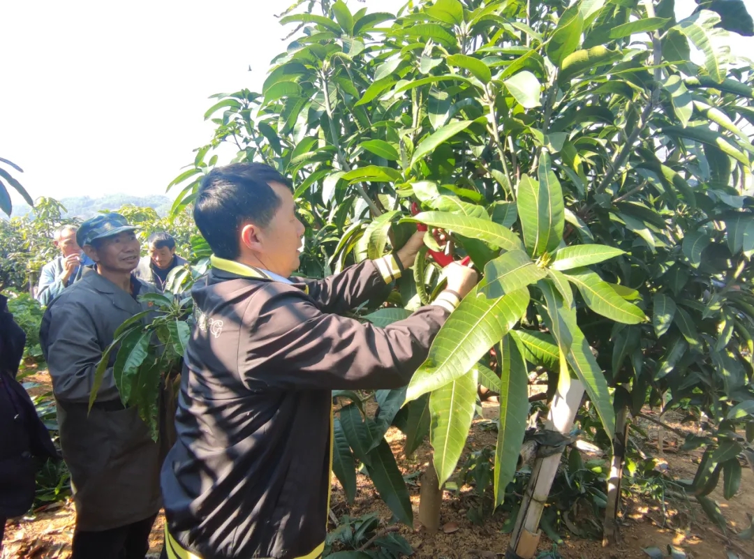 芒果技术革新，开启芒果产业新纪元,芒果，作为中国南方地区不可或缺的重要水果之一，深受广大消费者喜爱，近年来，随着芒果产业的持续发展，芒果技术咨询逐渐成为推动产业升级的关键力量，本文将围绕芒果技术咨询这一主题，深入探讨其在芒果产业发展中的重要作用。,芒果技术咨询,技术咨询,技术咨询是指,第1张