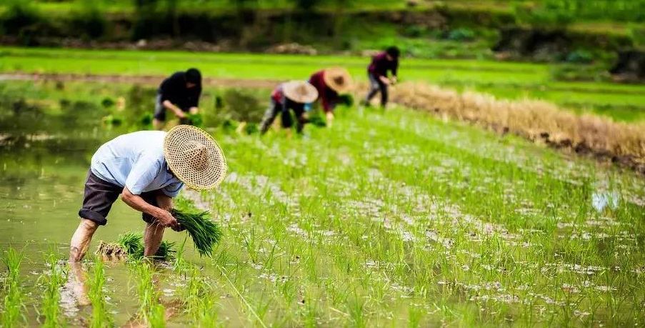 农业技术咨询免税政策解读，农民朋友享新福利,随着我国农业现代化进程的稳步推进，农业技术咨询在提升农业生产效率、推动农业产业结构优化等方面扮演着愈发关键的角色，近年来，国家出台了一系列扶持农业发展的政策措施，其中关于农业技术咨询免税的政策问题，已成为广大农民关注的焦点，本文将对此免税政策进行深入解析，旨在帮助农民朋友们更好地了解这一新福利。,农业技术咨询免税吗,技术咨询,农业技术咨询,第1张