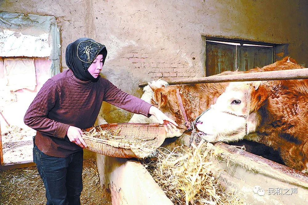 技术咨询赋能牛羊养殖，助力乡村振兴战略实施,近年来，我国国家乡村振兴战略的深入实施，推动了农业产业的蓬勃发展，在众多畜牧产业中，牛羊养殖作为我国的重要产业之一，对于增加农民收入、提升农业整体效益起到了关键作用，在牛羊养殖的过程中，许多养殖户遇到了技术难题，为了帮助养殖户克服这些困难，专业的牛羊养殖技术咨询服务应运而生。,牛羊养殖技术咨询,技术咨询,提供技术咨询,养殖技术咨询,第1张