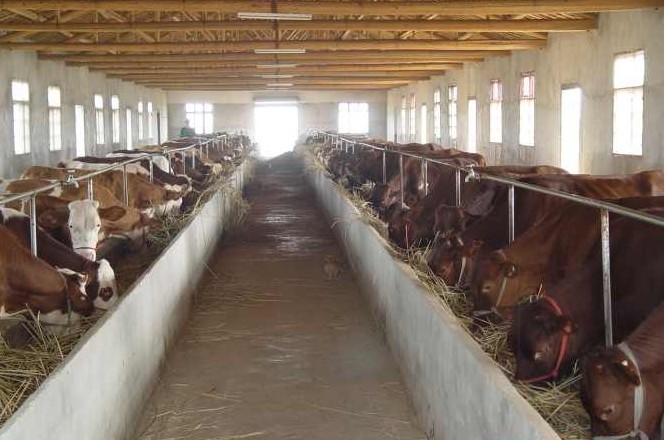 肉牛养殖技术咨询服务，解锁效益提升新途径,肉牛养殖技术咨询,技术咨询,养殖技术咨询,第1张